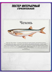 Плакат, постер интерьерный с описанием на День рыбака "Чехонь"