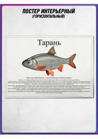 Плакат, постер интерьерный с описанием на День рыбака "Тарань"