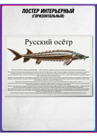 Плакат, постер интерьерный с описанием на День рыбака "Русский осётр"