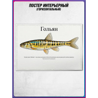 Плакат, постер интерьерный на День рыбака "Гольян"