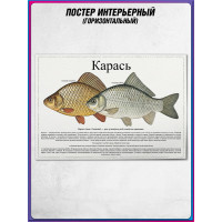 Плакат, постер интерьерный на День рыбака "Карась"