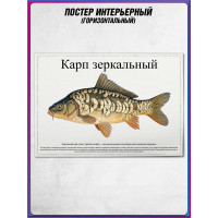 Плакат, постер интерьерный на День рыбака "Карп зеркальный"