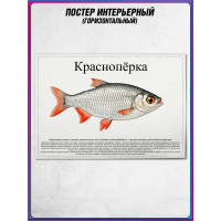 Плакат, постер интерьерный на День рыбака "Краснопёрка"