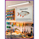 Плакат, постер интерьерный на День рыбака "Краснопёрка" 