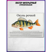 Плакат, постер интерьерный  на День рыбака "Окунь речной"